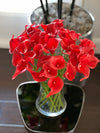 Bundle Offer! Buy One Bunch of Red Cella Lily & Get 12 Stems Free